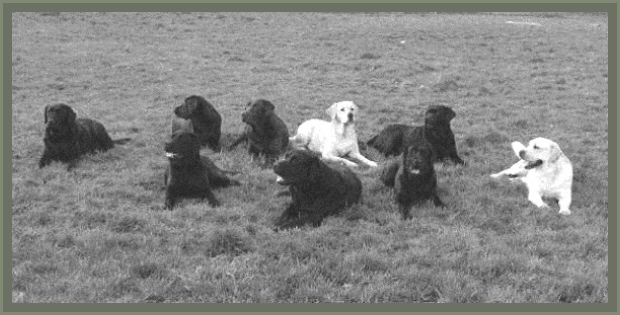 Meine Labradors