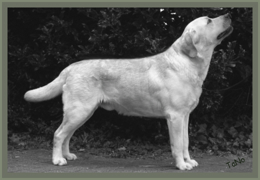 Charly 1 1/2 Jahre