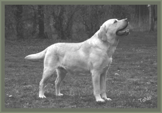 Charly 1 1/2 Jahre