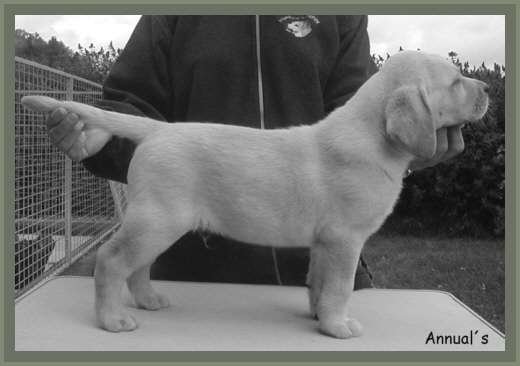 Charly ca. 8 Wochen