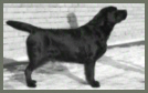 Ch. Fogel Hlara Higgins