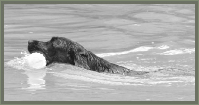 Date beim Apport im Wasser