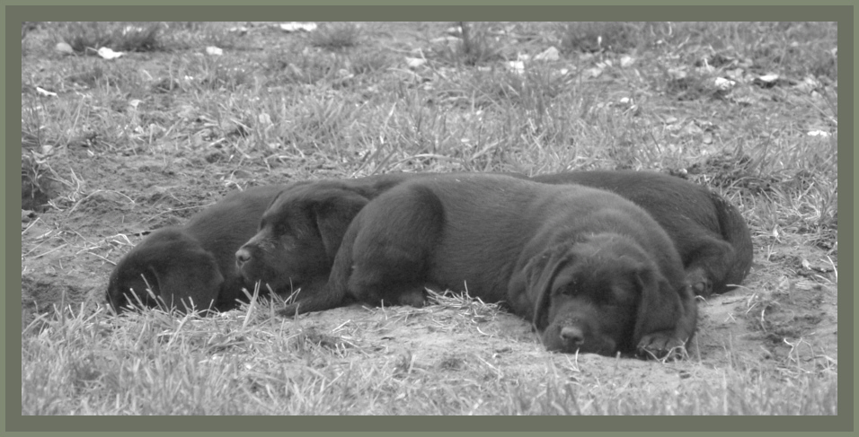 Vally relaxen mit den Wurfgeschwistern